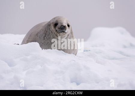 Eine Krabbenfellrobbe, Lobodon carcinophaga, die sich auf dem Eis ausruht und die Kamera anschaut, Wilhelmina Bay, Antarktis. Antarktis. Stockfoto