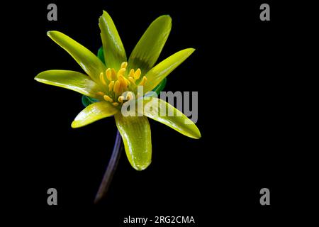 Kleinen Schöllkraut Blumen Stockfoto