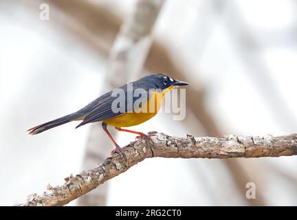 Fanschwanzkletterer, Basileuterus lachrymosus, hoch oben in einem Baum. Stockfoto