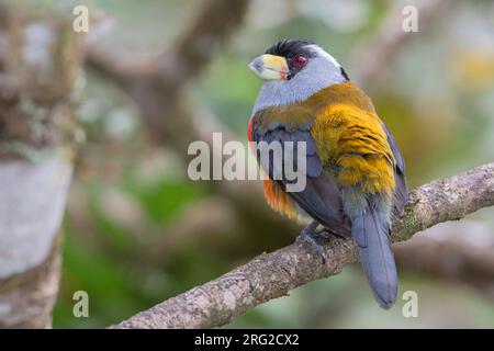 Toucan Barbet (Semnornis ramphastinus caucae) in Anchicaya, Kolumbien. IUCN-Status fast bedroht. Stockfoto