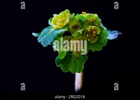 Stellvertreter-leaved Golden-Steinbrech, Chrysosplenium alternifolium Stockfoto