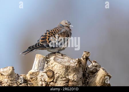 Westliche orientalische Schildkrötentaube (Streptopelia orientalis meena) hoch oben auf einem Baum in Heist, Westflandern, Belgien. Stockfoto