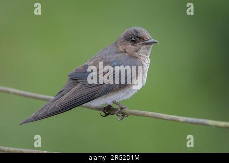 Ein unreifer GraubrustMartin (Progne chalybea chalybea) im Valle del Cauca, Kolumbien. Stockfoto