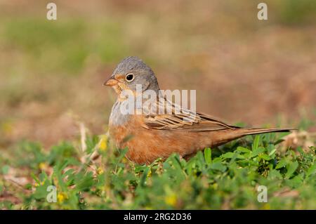 Erwachsene männliche Cretzschmar's Bunting (Emberiza caesia) während der Frühjahrsmigration in Eilat, Israel. Auf dem Boden wachsam stehen. Stockfoto