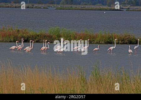 Gruppe von Flamingos, die den lateinischen Namen fenicottero phoenicopterus ruber füttern, sowohl Erwachsene als auch Jugendliche im Comacchio Po Delta Nationalpark Italien im Mai Stockfoto