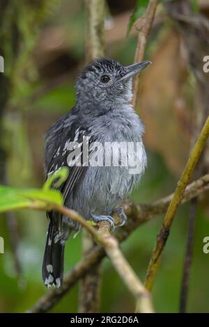 Ein männlicher schwarzgekrönter Antschrike (Thamnophilus atrinucha atrinucha) in San Cipriano, Kolumbien. Stockfoto