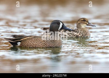 Mannetje Blauwvleugeltaling; Blue-winged Teal Männlich Stockfoto