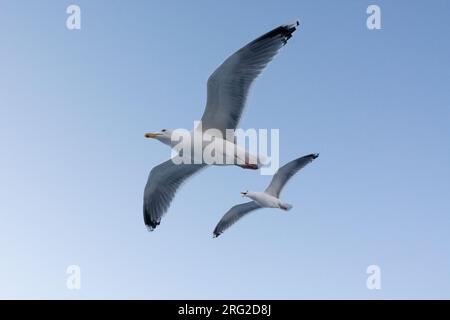 Zwei Möwen im Flug. Svolvaer, Lofoten Islands, Nordland, Norwegen. Stockfoto