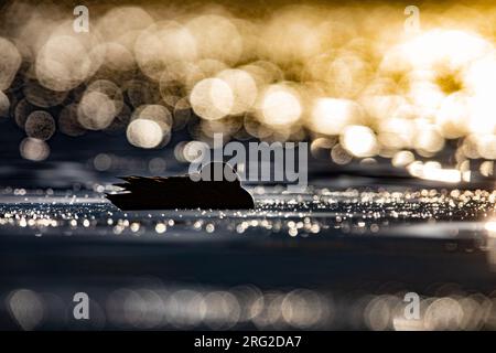 Garganey (Spatula querquedula) in Italien. Schwimmen mit Hintergrundbeleuchtung. Stockfoto