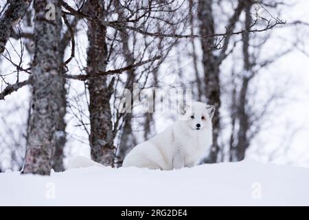 Porträt eines arktischen Fuchses, Vulpes lagopus, im Schnee. Polar Park, Bardu, Troms, Norwegen. Stockfoto