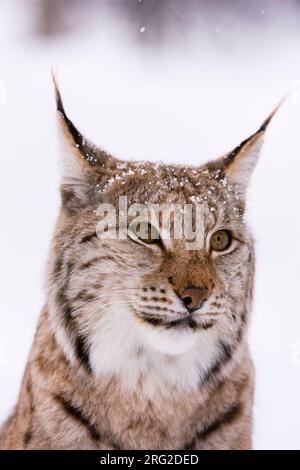 Nahaufnahme eines europäischen Luchses, Lynx Luchs. Polar Park, Bardu, Troms, Norwegen. Stockfoto