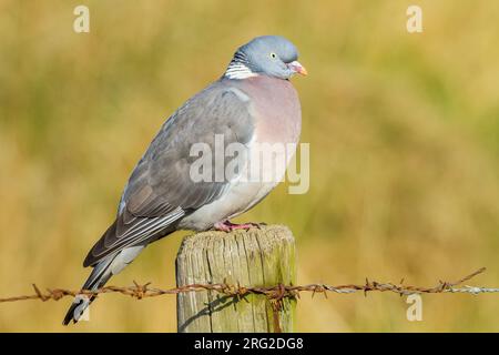 Houtduif, gemeinsame Ringeltaube, Columba Palumbus Stockfoto