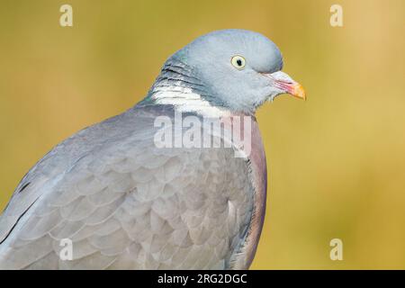Houtduif, gemeinsame Ringeltaube, Columba Palumbus Stockfoto