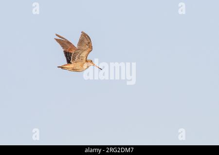 Stockfoto