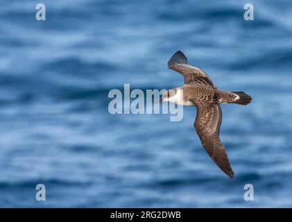 Great Shearwater (Ardenna gravis) südlich von Tristan da Cunha im Südatlantik. Formell Puffinus gravis. Zeigt das Muster des oberen Flügels. Stockfoto