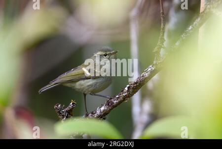 Phylloscopus pulcher, der auf einem Zweig in Doi Inthanon, Thailand, steht Stockfoto