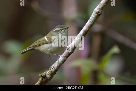 Phylloscopus pulcher, der auf einem Zweig in Doi Inthanon, Thailand, steht Stockfoto