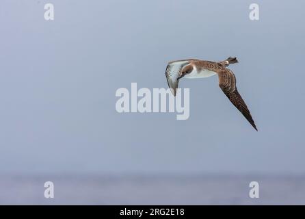 Great Shearwater (Ardenna gravis) südlich von Tristan da Cunha im Südatlantik. Formell Puffinus gravis. Stockfoto