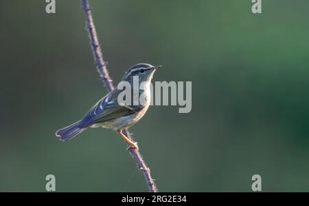 Phylloscopus pulcher, der auf einem Zweig in Doi Inthanon, Thailand, steht Stockfoto