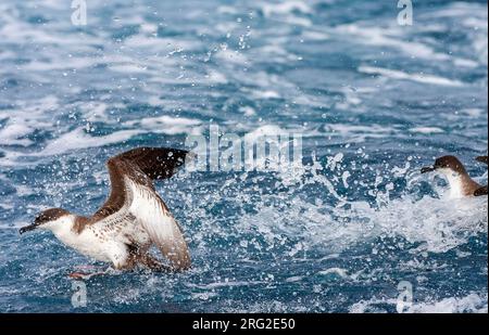 Great Shearwater (Ardenna gravis) südlich von Tristan da Cunha im Südatlantik. Formell Puffinus gravis. Stockfoto