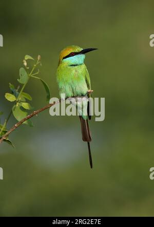 Kleiner grüner Bienenfresser (Merops orientalis) Erwachsener, der auf einem Ast thront Stockfoto