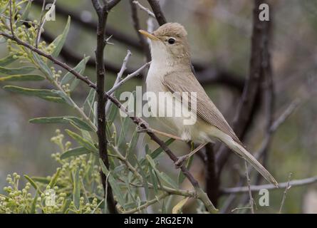 Oostelijke Vale Spotvogel op een takje;Ost Olivaceous Warbler thront auf einem Zweig Stockfoto