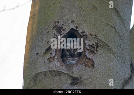 Tengmalms Eule (Aegolius funereus) mit Blick aus einem Nestloch in einem Baum in Belgien. Stockfoto