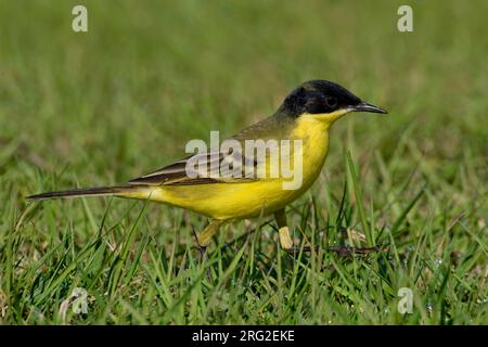 Cutrettola capinera; Schwarz - vorangegangen Bachstelze, Motacilla flava Felde Stockfoto