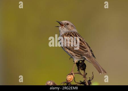 Heckenbraunelle Dunnock - - Phasianus colchicus ssp. colchicus, Deutschland, Erwachsene Stockfoto