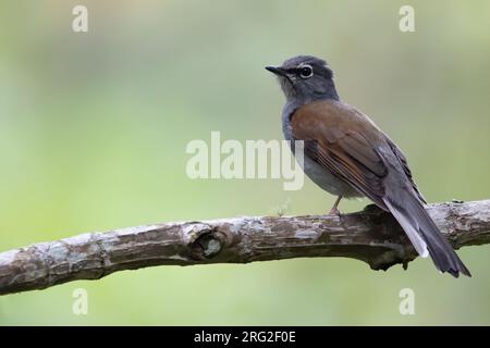 Solitaire mit braunem Rücken (Myadestes occidentalis) auf einem Zweig in einem halbmilchigen Gebirgswald in Guatemala. Stockfoto