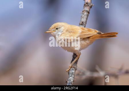 African Desert Warbler (Sylvia deserti) hoch oben auf einem Zweig im Bougouffa Trail, Aousserd, Westsahara, Marokko. Stockfoto