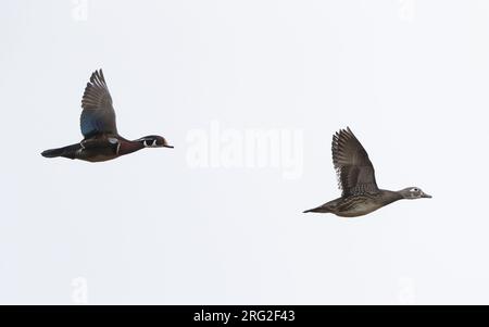 Ein Paar Wood Duck (Aix sponsa) im Flug in New Jersey, USA Stockfoto