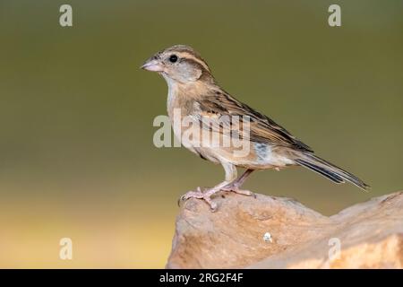 Weiblicher Hausspatz (Passer domesticus tingitanus) am Boden in Atar, Mauretanien. Stockfoto