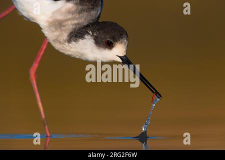 Erwachsener Schwarzflügelstiel (Himantopus himantopus) beim Fressen in flachem Wasser in Italien. Stockfoto