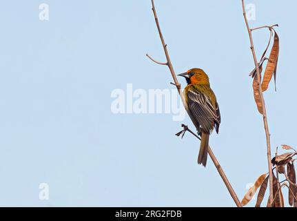 Oriole mit Streifenbrille, Icterus pustulatus yaegeri, hoch oben in einem Baum. Stockfoto