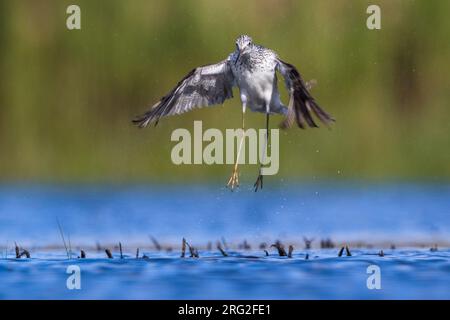 Gemeine Greenshank (Tringa nebularia) startet von einem flachen Teich in Italien. Stockfoto