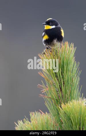 Erwachsener männlicher Goldman's Warbler (Setophaga goldmani) auf einem Ast in einem Regenwald in Guatemala. Manchmal als eine Unterart von Gelbmürbe bezeichnet Stockfoto