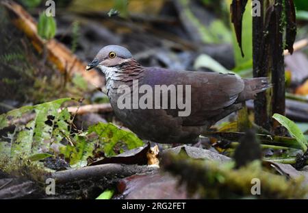 Weißkopftaube, Zentrygon frenata) im Anden-Regenwald in Ecuador. Stockfoto