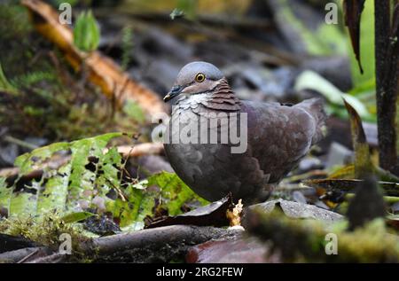 Weißkopftaube, Zentrygon frenata) im Anden-Regenwald in Ecuador. Stockfoto