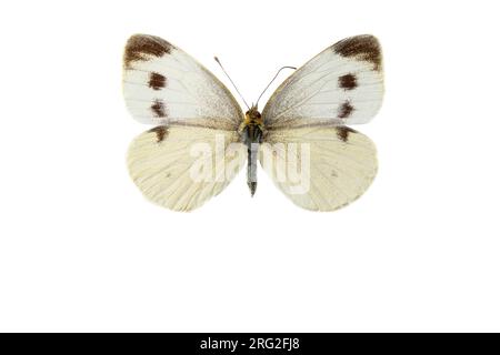 Scheefbloemwitje, Southern Small White, Pieris mannii Stockfoto