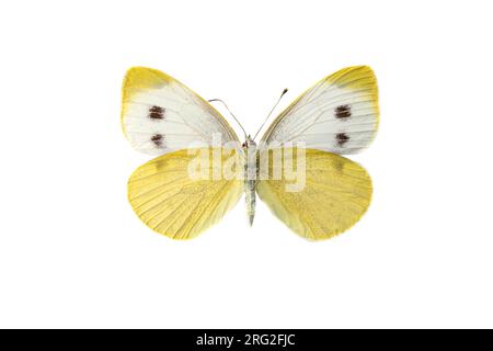Scheefbloemwitje, Southern Small White, Pieris mannii Stockfoto