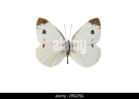 Scheefbloemwitje, Southern Small White, Pieris mannii Stockfoto