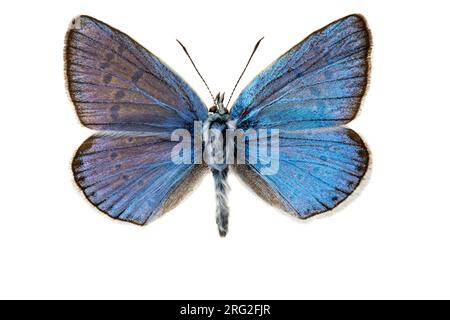 Turkooisblauwtje; Türkisblau; Polyommatus dorylas Stockfoto