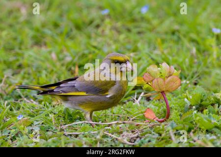 Foeragerend mannetje Groenling; Nahrungssuche männlichen Europäischen Grünfink Stockfoto