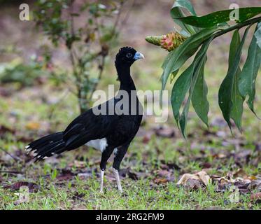 Ein männlicher Blue-Billed Curassow (Crax alberti) im ProAves Blue-Billed Curassow Reserve, Puerto Pinzon, Boyaca, Kolumbien. IUCN-Status kritisch gefährdet Stockfoto