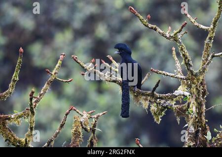 Erwachsener, langwattliger Umbrellabird (Cephalopterus penduliger) thront in einem Baum an seinem Lek am westlichen andenhang Ecuadors. Stockfoto