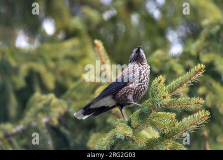 Nussknacker (Nucifraga caryocatactes) im Gebirgswald Bulgariens gesichtet. Hoch oben in einer Kiefer. Stockfoto