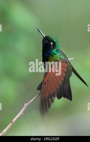 Granatkehlkopf-Hummingbird (Lamprolaima rhami) hoch oben auf einem Ast in einem Regenwald in Guatemala. Stockfoto