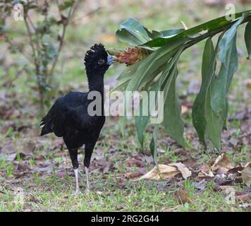 Ein männlicher Blue-Billed Curassow (Crax alberti) im ProAves Blue-Billed Curassow Reserve, Puerto Pinzon, Boyaca, Kolumbien. IUCN-Status kritisch gefährdet Stockfoto