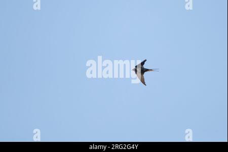 Schwalbe (Hirundo rustica erythrogaster), im Flug, in Key West, Florida Stockfoto